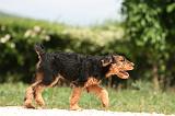 AIREDALE TERRIER 335